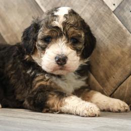 Caramella - Black tri-color female Aussiedoodle puppy in Vallejo, California from Well Rooted Doodles