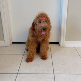 Blu - Goldendoodle