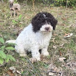 Shitake - Brown male Lagotto Romagnolo puppy in Eagle, Wisconsin from Nesting Dolls