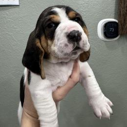 Aspen - Black brown and white male Basset Hound puppy in Gulf Breeze, Florida from Breeze Basset Hounds