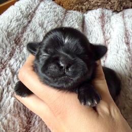 Candy Apple - Black female Shih Tzu puppy in Erin, New York from HonorRae Shih Tzu