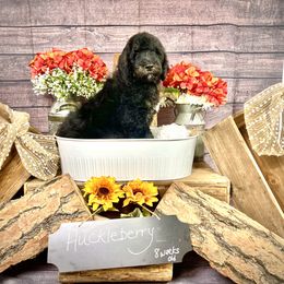 Goldendoodle Puppies from Boulder Mountain Doodles