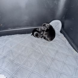 Boy 2 details coming soon - Black and tan male Chihuahua puppy in Anoka, Minnesota from Anoka County MN AKC Chihuahuas