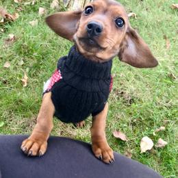 Dachshund Puppies from Hidden Haven Dachshunds