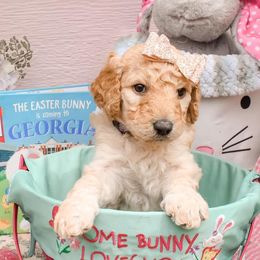 Goldendoodles from Clara Doodles