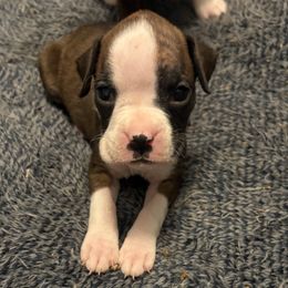 Kimba - Brindle female Boxer puppy in Ocala, Florida from Bowers Boxers
