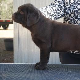 Labrador Retrievers from DogRiver Labradors
