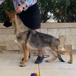Cardigan Welsh Corgis and German Shepherds from Windmill GSD and Cardigan Welsh Corgis