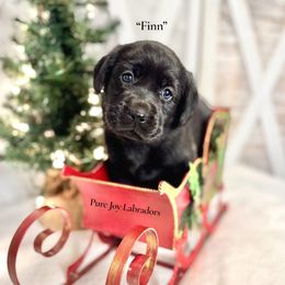 Finn (Bright Green Collar) - Black male Labrador Retriever puppy in Cinebar, Washington from Pure Joy Labradors
