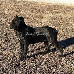 Cane Corso Puppies from Richline Kennel