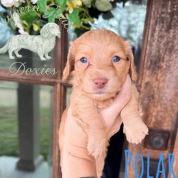 Boy 3 - male Dachshund puppy in Franklinton, Louisiana from Southern Grace Doxies