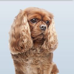 Cavalier King Charles Spaniels from King William Pet Resort