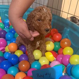 Boy 4 - Brown male Poodle puppy in Detroit, Michigan from Pretty Spoiled Spoos llc