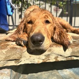 Golden Retriever Puppies from Graceful Goldens