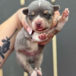 Diesel - Blue male Pembroke Welsh Corgi puppy in East Oakdale, California from Rhettro Kennels
