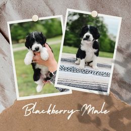 Boy 1 - Black and white Aussiedoodle puppy in Kevil, Kentucky from HK Aussiedoodles