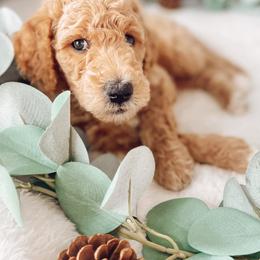 Goldendoodle Puppies from Summer Sun Doodles