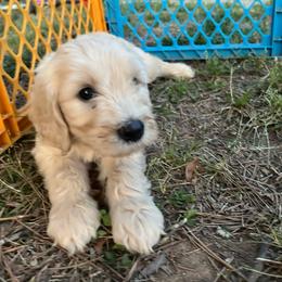 Snowflake - Cream female Goldendoodle puppy in Louisburg, North Carolina from Lakes Golden Doodles