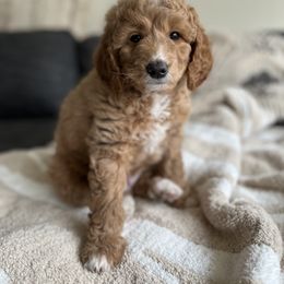 Bernedoodle and Goldendoodle Puppies from Brunsman Country Doodles LLC