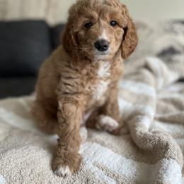 Bernedoodle and Goldendoodle Puppies from Brunsman Country Doodles LLC