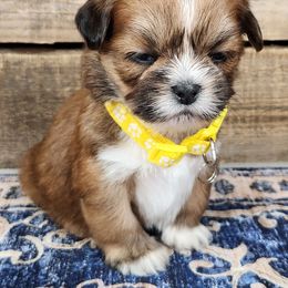 April - Red female Lhasa Apso puppy in Jefferson, New York from Absolute Lhasa Love