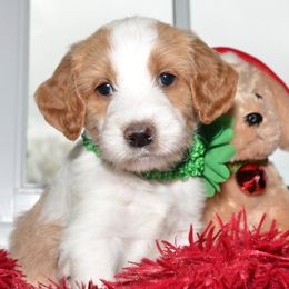 Bernedoodle and Goldendoodle Puppies from Above and Beyond Standards