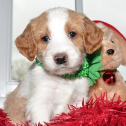 Bernedoodle and Goldendoodle Puppies from Above and Beyond Standards