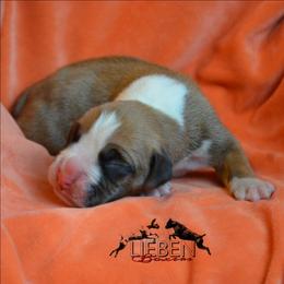 Colada - Fawn female Boxer puppy in Earlsboro, Oklahoma from Lieben Boxers