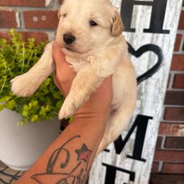 Wheaton -CKC - Wheaten male Miniature Schnauzer puppy in Hillsville, Virginia from Valley View schnauzers