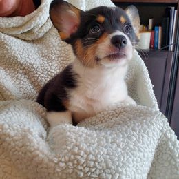 Pembroke Welsh Corgi Puppies from Patrick's Pembroke Welsh Corgis