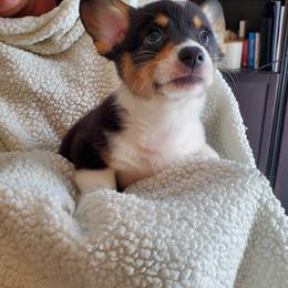 Pembroke Welsh Corgi Puppies from Patrick's Pembroke Welsh Corgis
