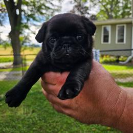 Sir Oscar - Black male Pug puppy in Watertown, Wisconsin from Lil'Farm Pugs
