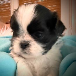 Flynn - Black and white male Shih Tzu puppy in Tallahassee, Florida from Bows and Bow Ties