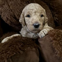 Denali - Apricot male Poodle puppy in Smithville, Mississippi from Shenanigans Red & Apricot Standard Poodles