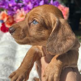 Luca - Wire coat - Red male Dachshund puppy in Lakeland, Florida from Elite Doxies Florida