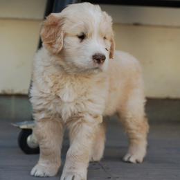 Green Male - Golden male Golden Retriever puppy in Meeteetse, Wyoming from Greybull River Goldens