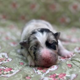 Suki - Slate merle female Border Collie puppy in Fortson, Georgia from Southern Wind Farms