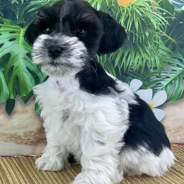Mickey - Parti male Miniature Schnauzer puppy in Sylvania, Georgia from Southern Sky Miniature Schnauzers