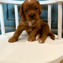 Jimmy - Red male Cavapoo puppy in Beresford, South Dakota from DAKOTA DOOD RANCH
