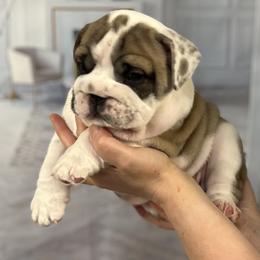 Bulldog Puppies from Sweet Rolls