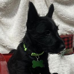 Scottie - Scottish Terrier