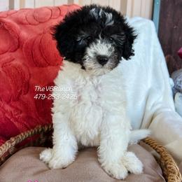 Miss Cilantro - Black female Sheepadoodle puppy in Sulphur Bluff, Texas from V6 Ranch Dogs