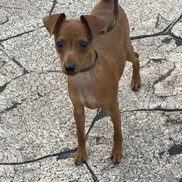 Miniature Pinscher Puppies from Marlex Min Pins