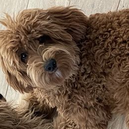 Lucy - Goldendoodle