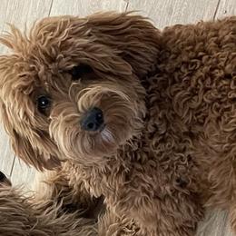 Lucy - Goldendoodle