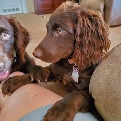 Boykin Spaniel and Cockapoo All Grown Up from Waddell-Kennels