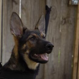 Boy 1 - Sable male German Shepherd puppy in Tamiami, Florida from Vom MontHaus