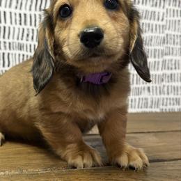 Buttercup - Red female Dachshund puppy in Bald Knob, Arkansas from Victoria’s Dachshunds