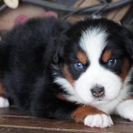 Caddy BTF Darkest Copper Blue Eyes - Black tri female Miniature Australian Shepherd puppy in Lawton, Oklahoma from Lindsey’s Aussies
