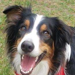 Australian Shepherds from Accelerated Aussies